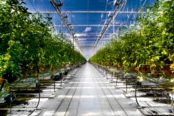 Topraksız Domates Serası ARYA SERA SİSTEMLERİ