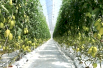 Topraksız Domates Serası ARYA SERA SİSTEMLERİ