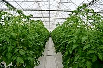Topraksız Domates Serası ARYA SERA SİSTEMLERİ