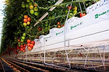 Topraksız Domates Serası ARYA SERA SİSTEMLERİ