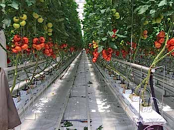 Topraksız Domates Serası ARYA SERA SİSTEMLERİ