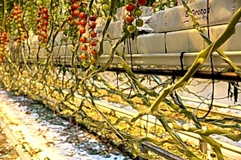 Topraksız Domates Serası ARYA SERA SİSTEMLERİ