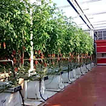 Topraksız Domates Serası ARYA SERA SİSTEMLERİ