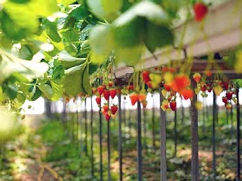 Topraksız Çilek Serası ARYA SERA SİSTEMLERİ