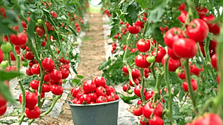 5 umutbileti SİSTEMLERİ