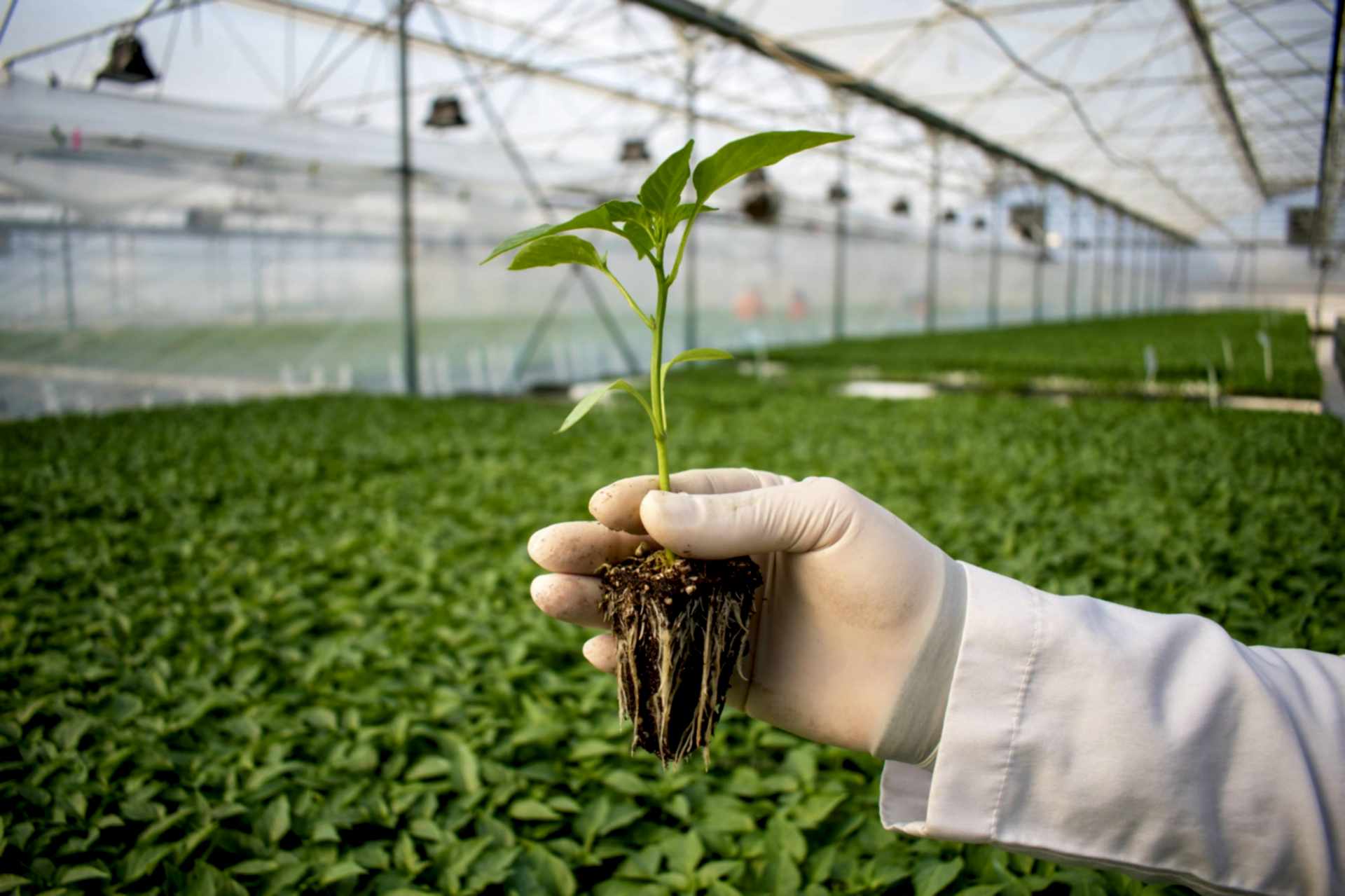 umutbileti SİSTEMLERİ Kusursuz Sera Sistemleri Kuruyoruz Arya Greenhouse Systems