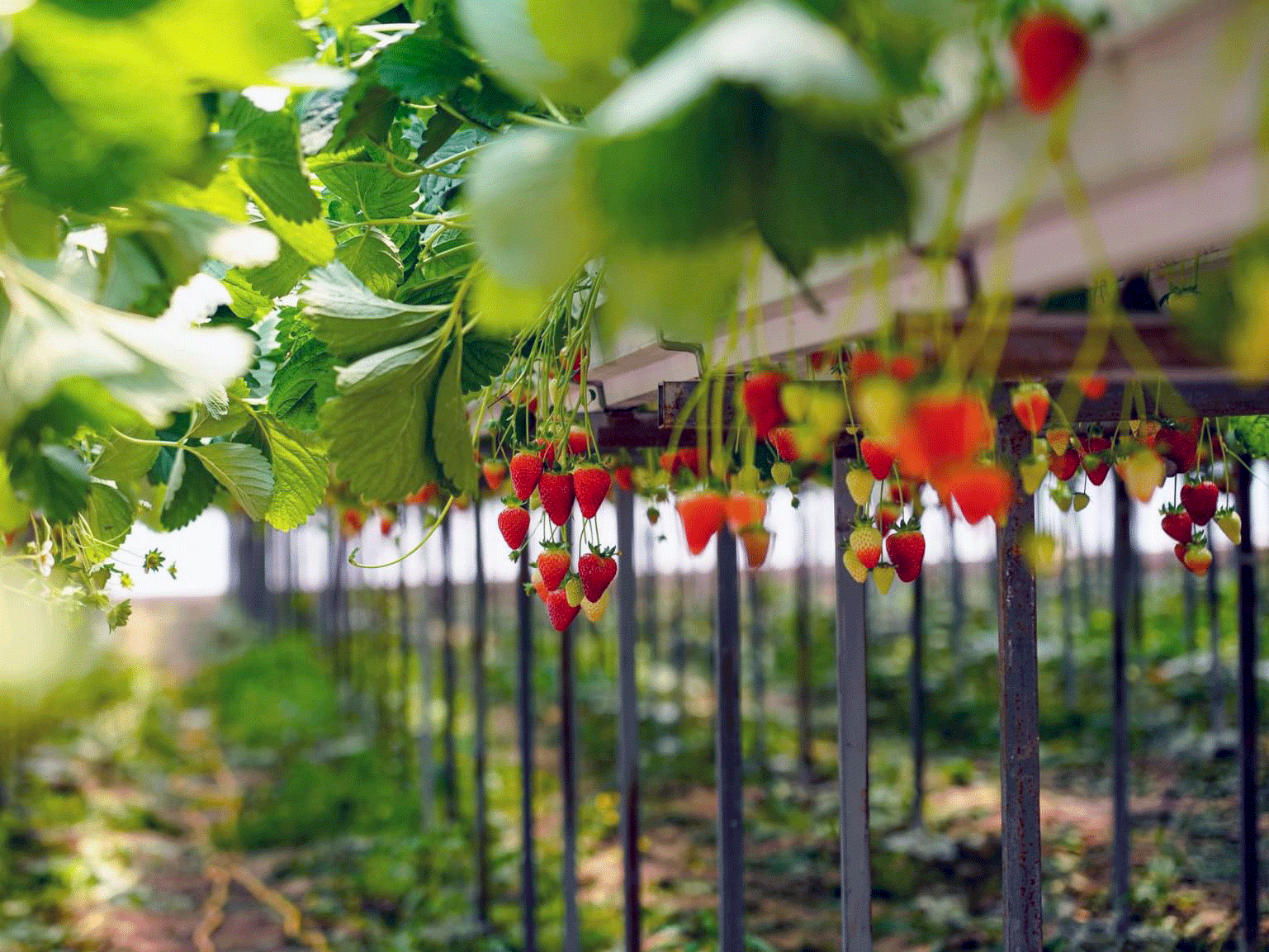 TOPRAKSIZ TARIM ÇİLEK SERASI  Arya Greenhouse Systems
